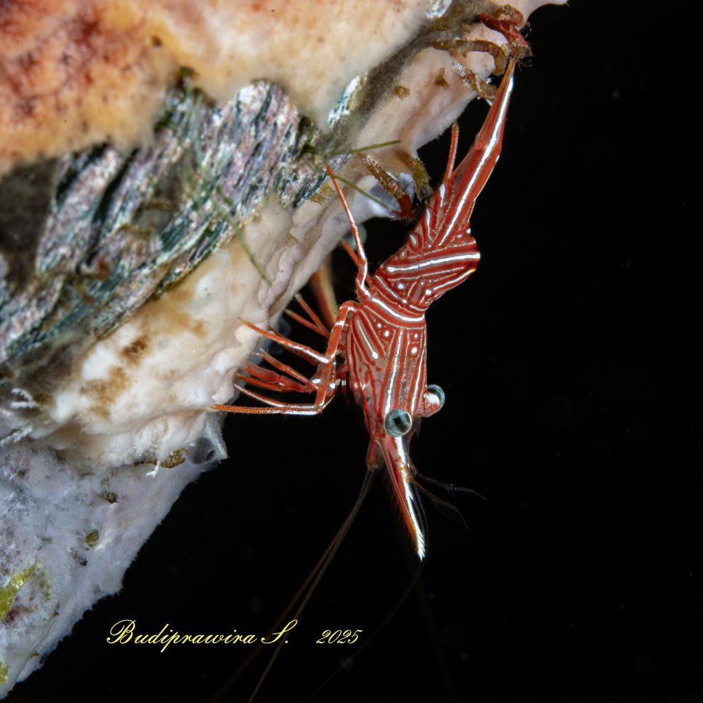 Macro Photography of Shrimp Underwater | Detail Udang Laut HD