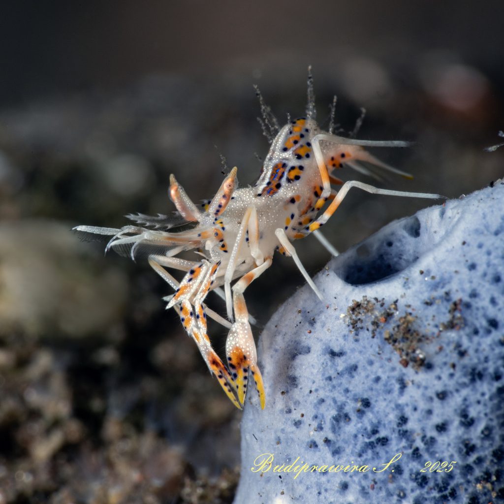 Foto Macro Udang di Dalam Laut – Underwater Shrimp Close Up