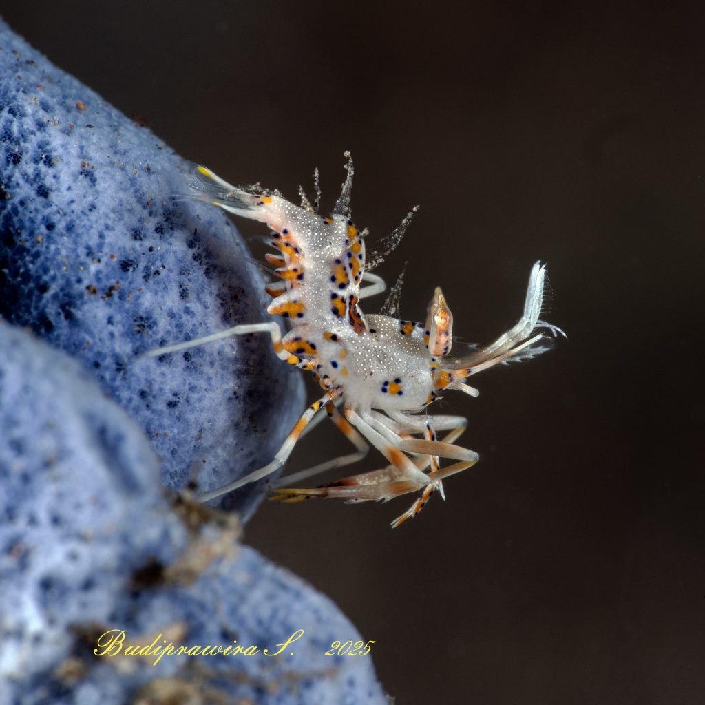 Shrimp Macro Photography in Ocean – Close Up Udang Bawah Laut