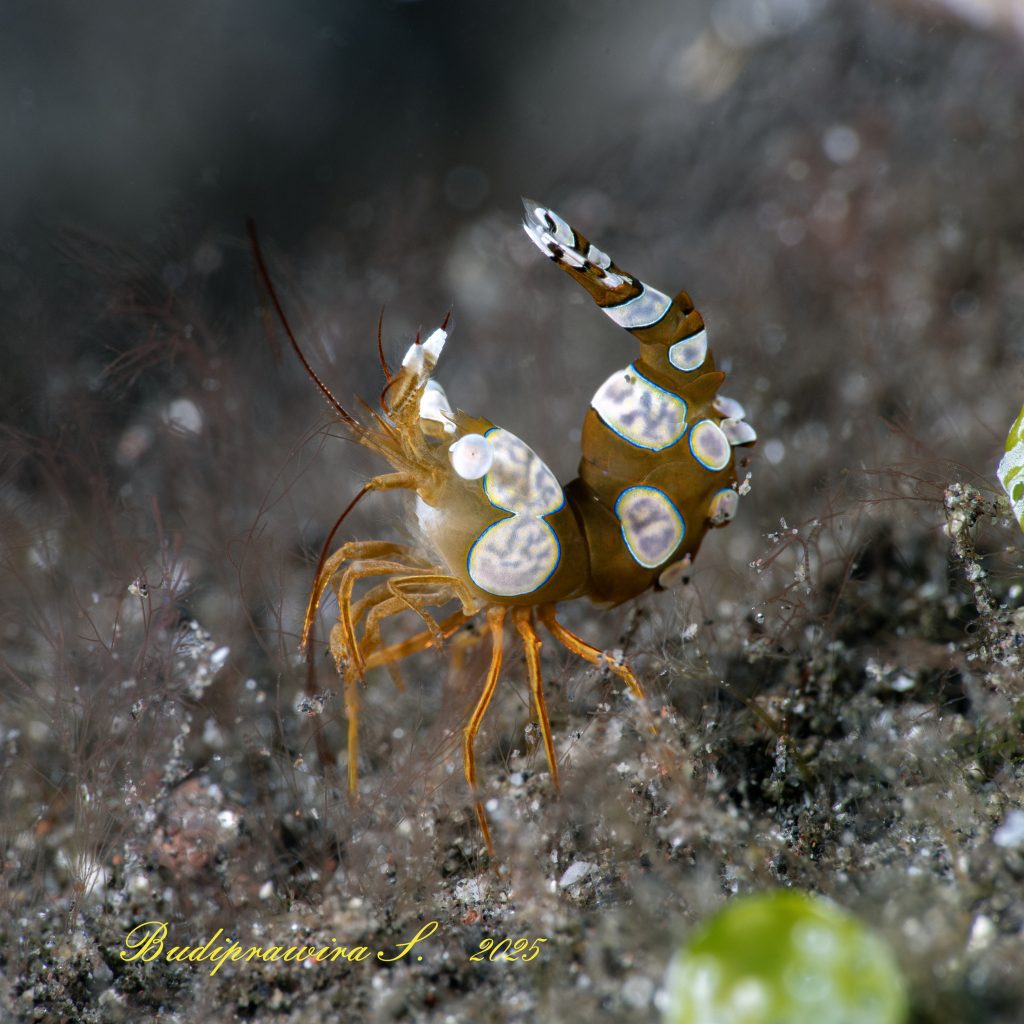 Underwater Shrimp Macro Image – Foto Close Up Udang Laut Realistis
