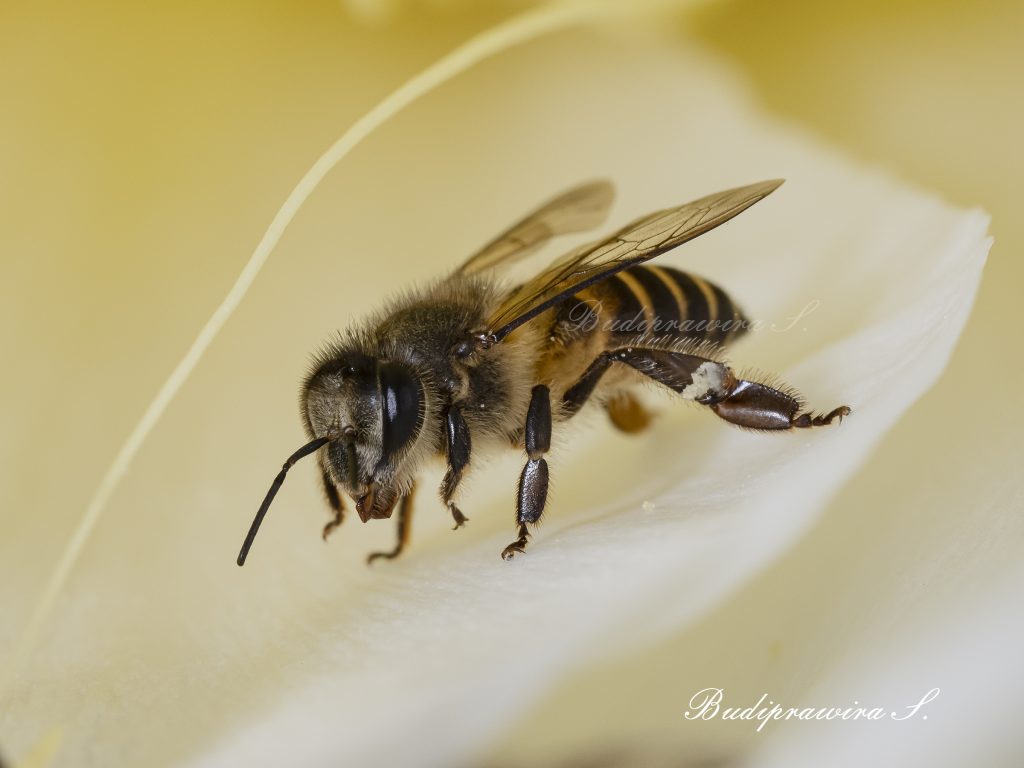 Honey Bee Macro Photography Printable Wallpaper Decoration Instant Download DSZ_4101