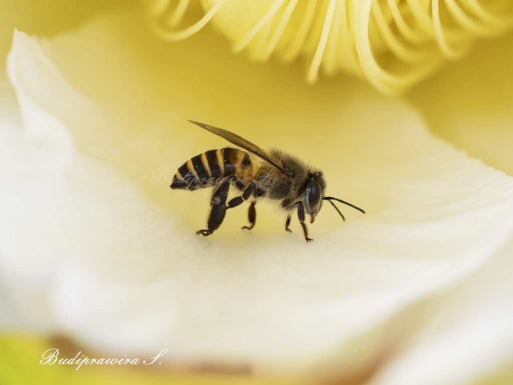 Bee Photography Instant Download DSZ_4140