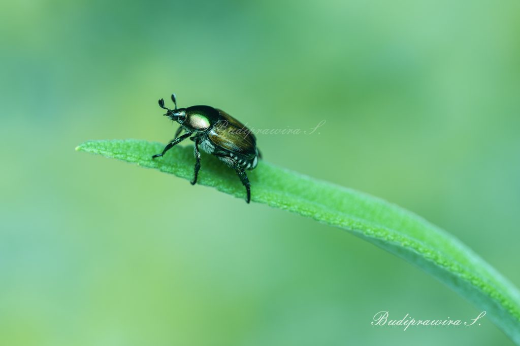 Bug Photography Web Digital Download DZ9_4214