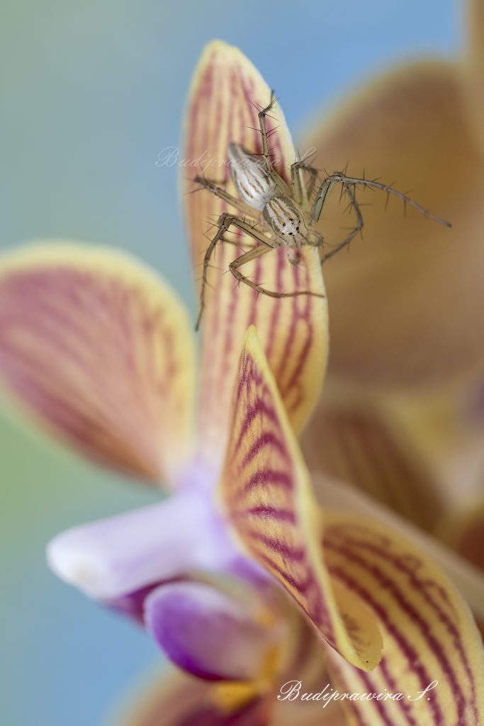 Lynx Spider on Orchid