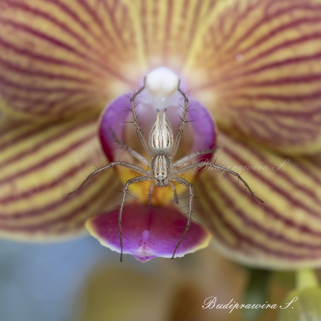 Lynx Spider on Orchid