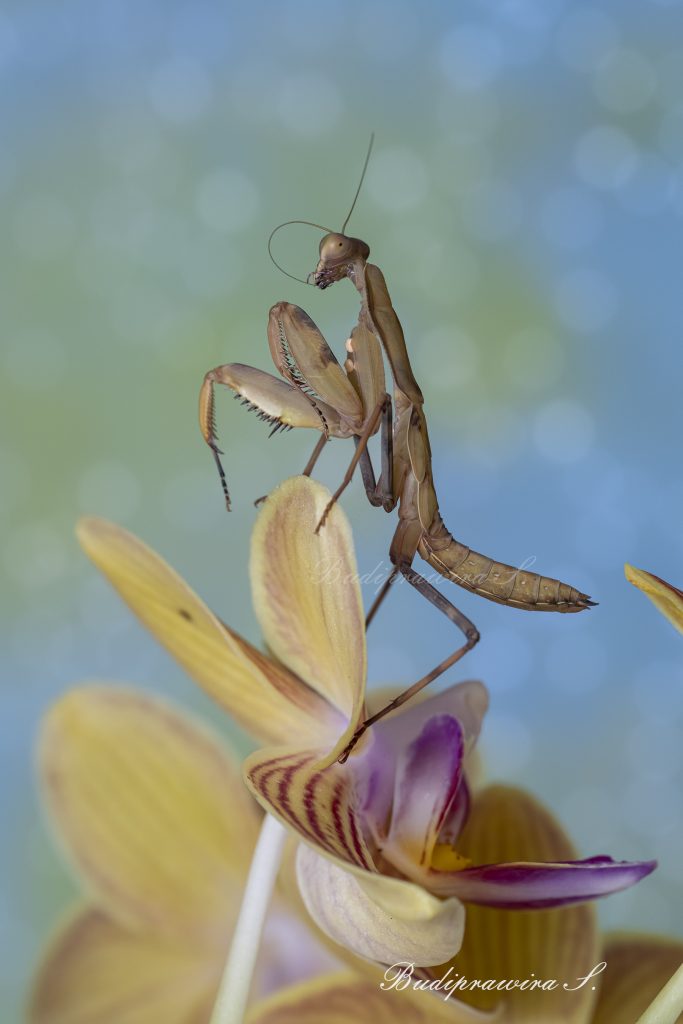 Praying Mantis