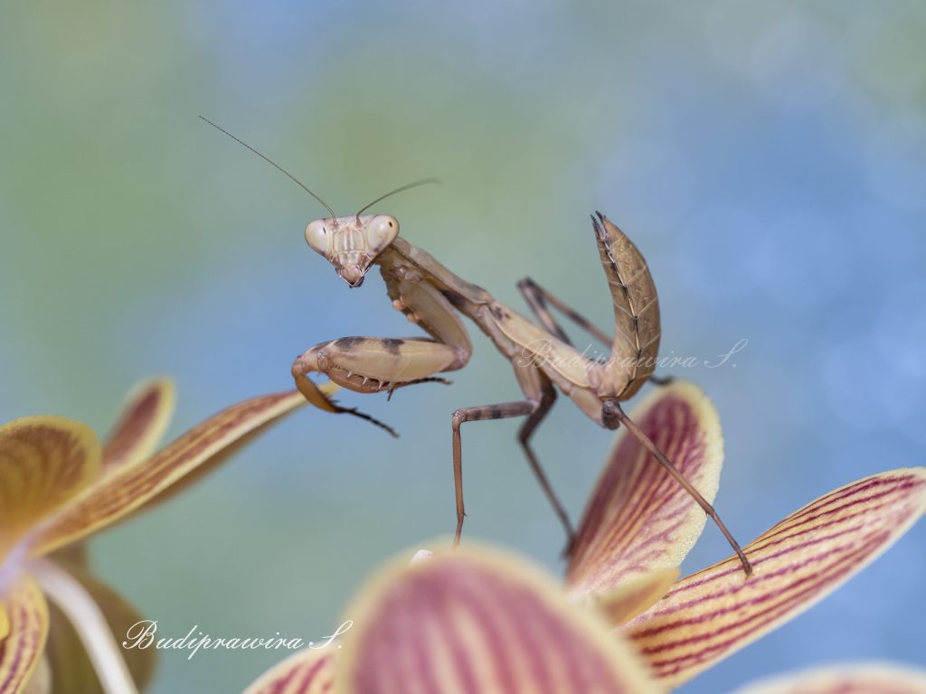Praying Mantis