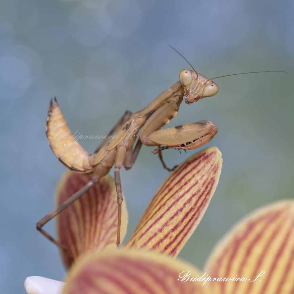 Praying Mantis