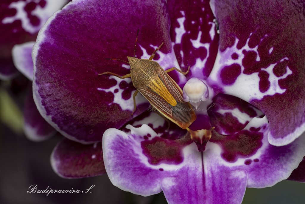 Bug macro photo wallpaper digital print DZ9_7813