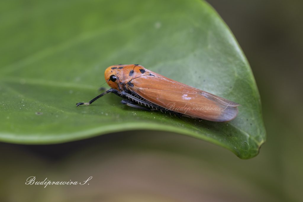 High Resolution Bug Macro Photography Digital Download DZ9_7819