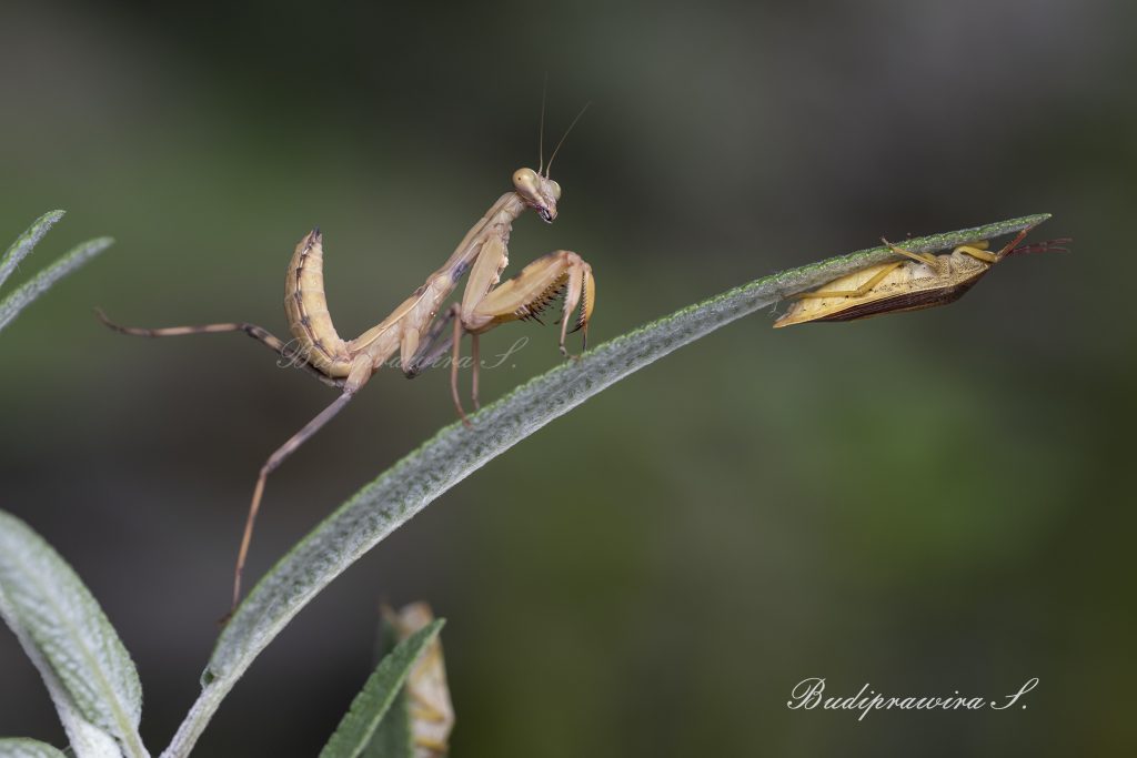 Praying Mantis & Bug DZ9_8094
