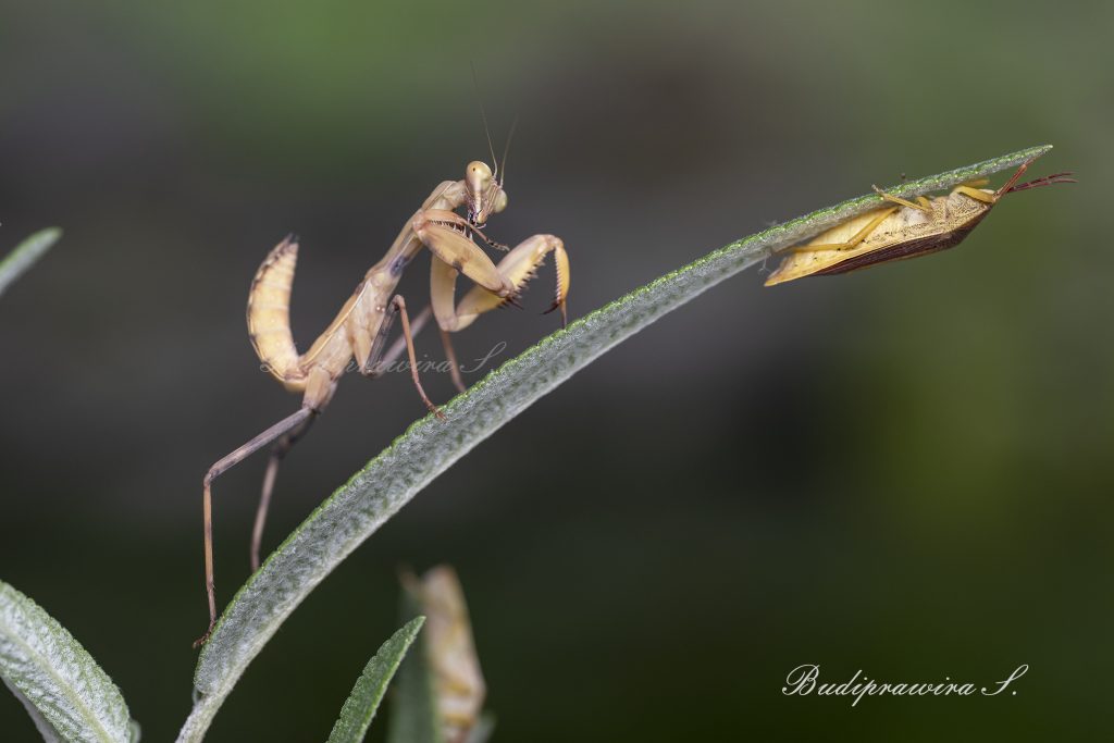 Praying Mantis & Bug DZ9_8095