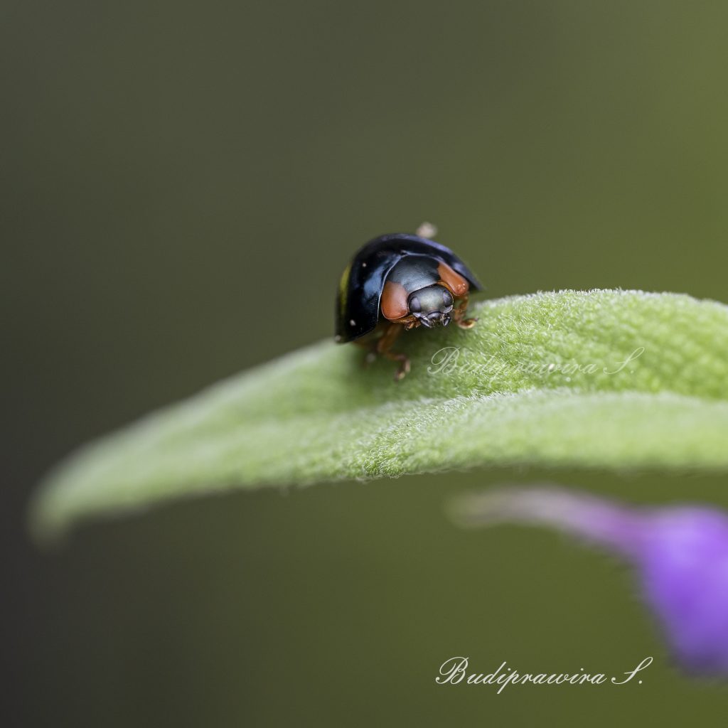 Beetles Photography Digital Download DZ9_8107
