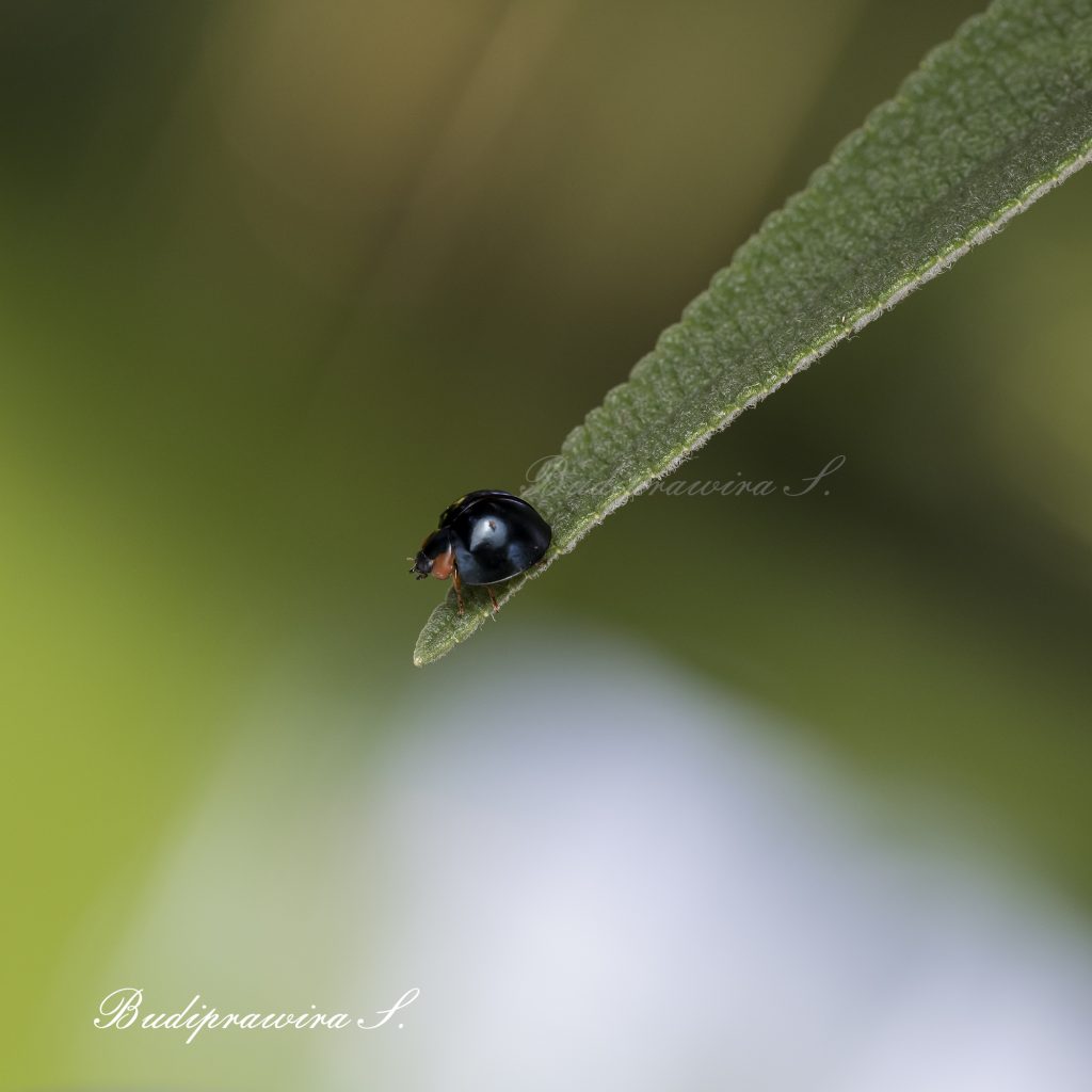 Beetles Beautiful Nature Image DZ9_8115