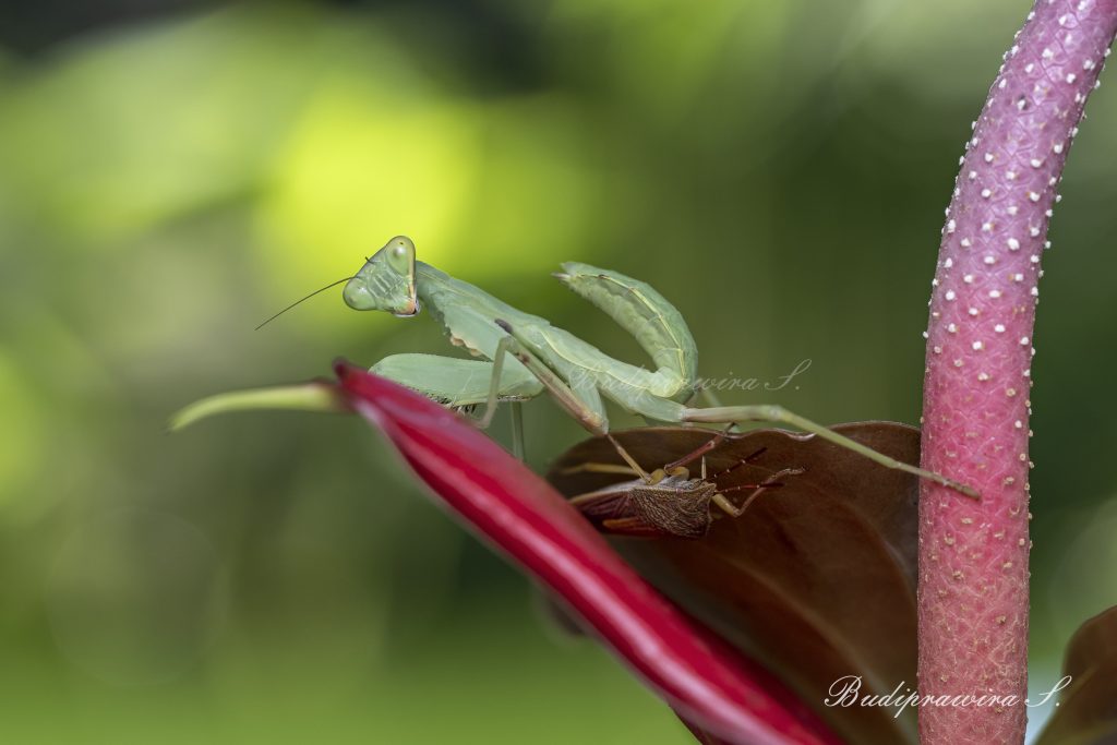 Praying Mantis