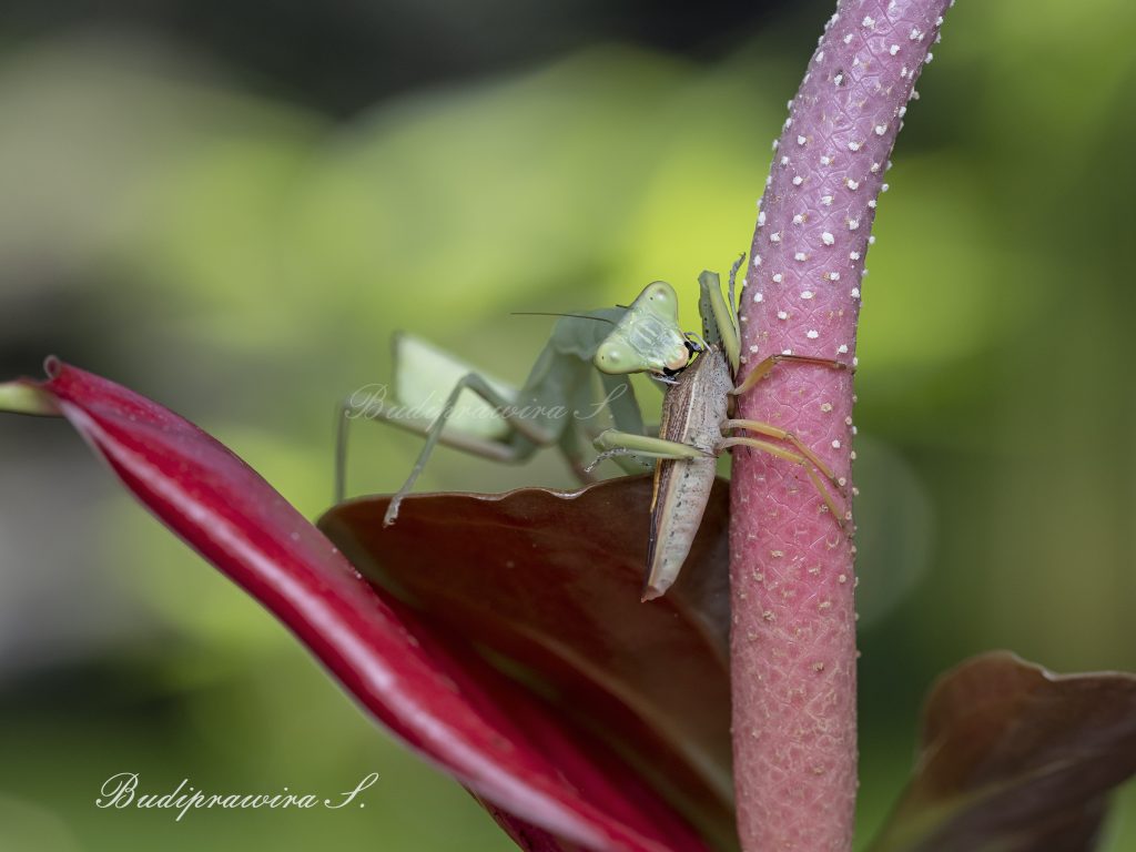 Praying Mantis