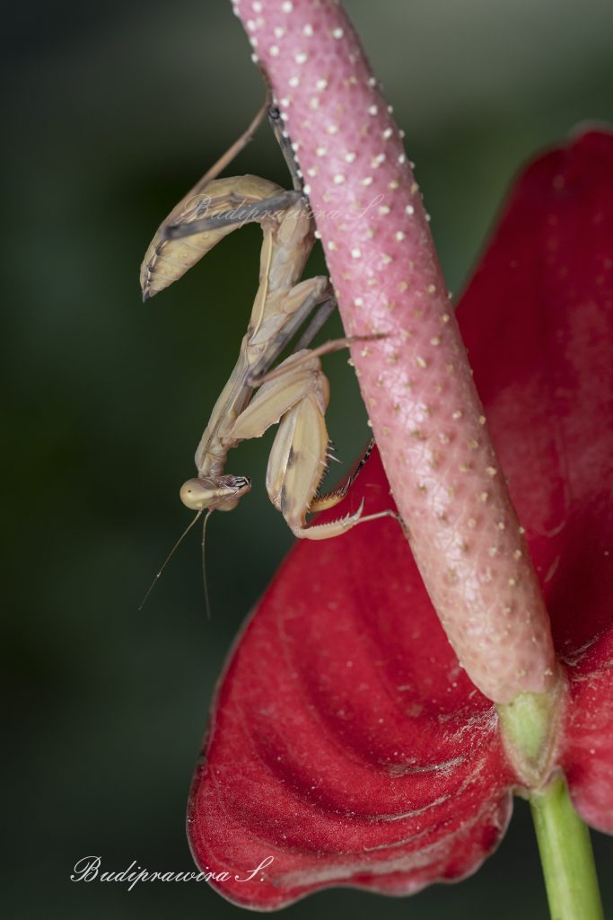 Praying Mantis