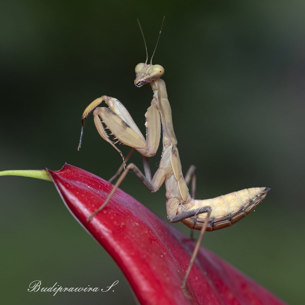 Praying Mantis