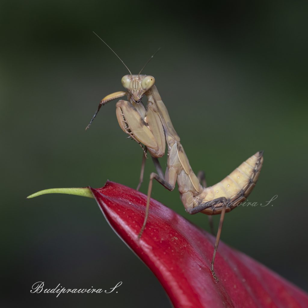 Praying Mantis