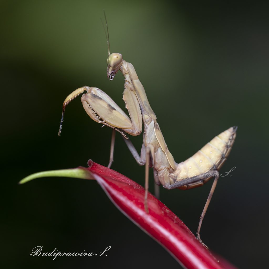 Praying Mantis