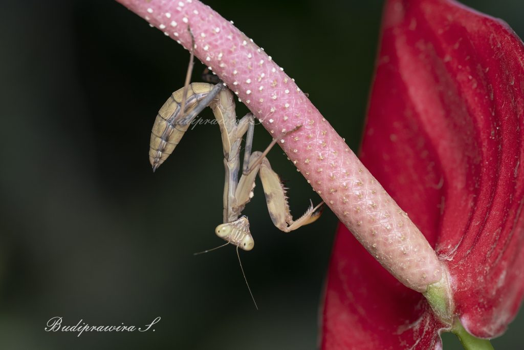 Praying Mantis