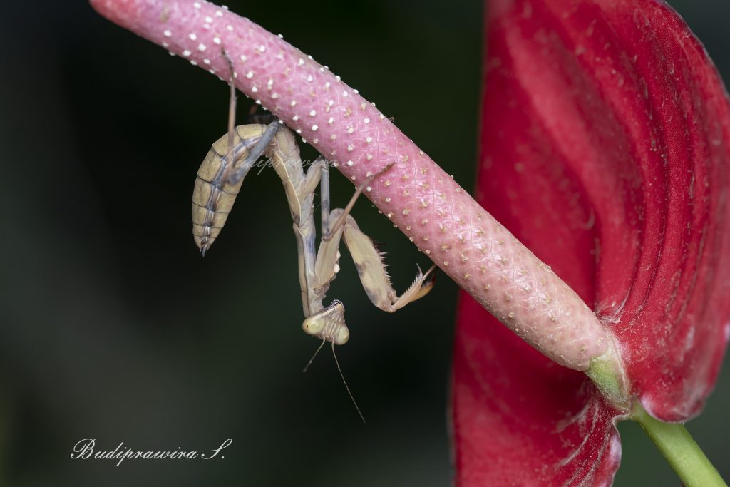 Praying Mantis