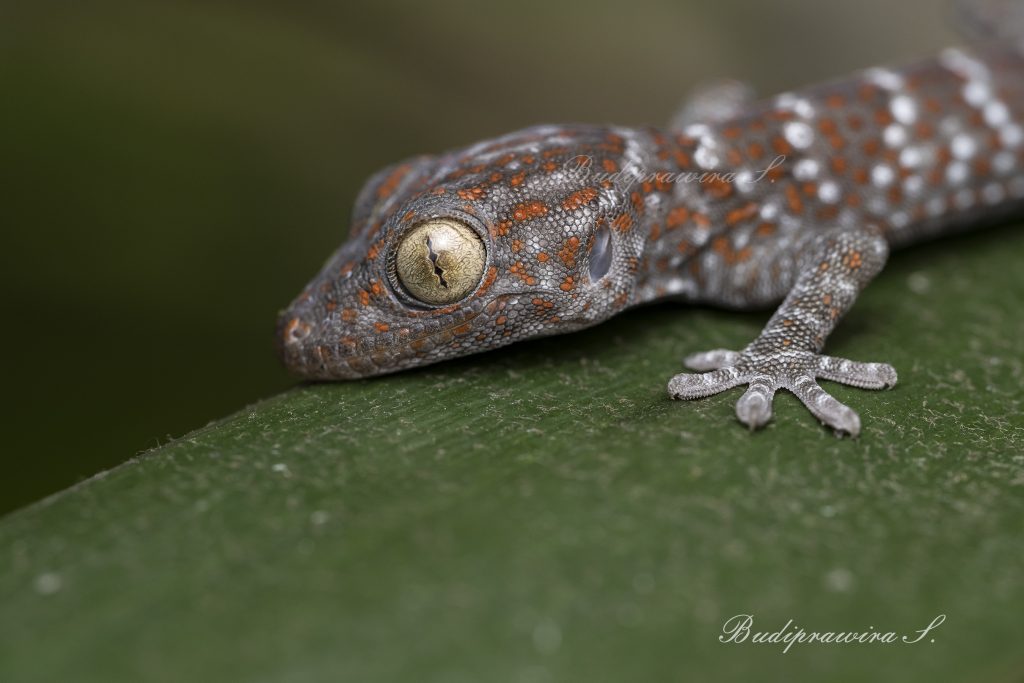 Gecko Lizard Photography Printable Wallpaper Decoration DZ9_8354