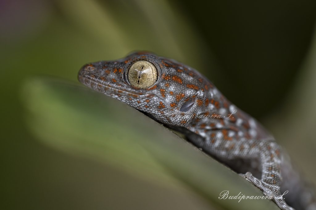 Gecko Lizard nature print macro photography printable DZ9_8359
