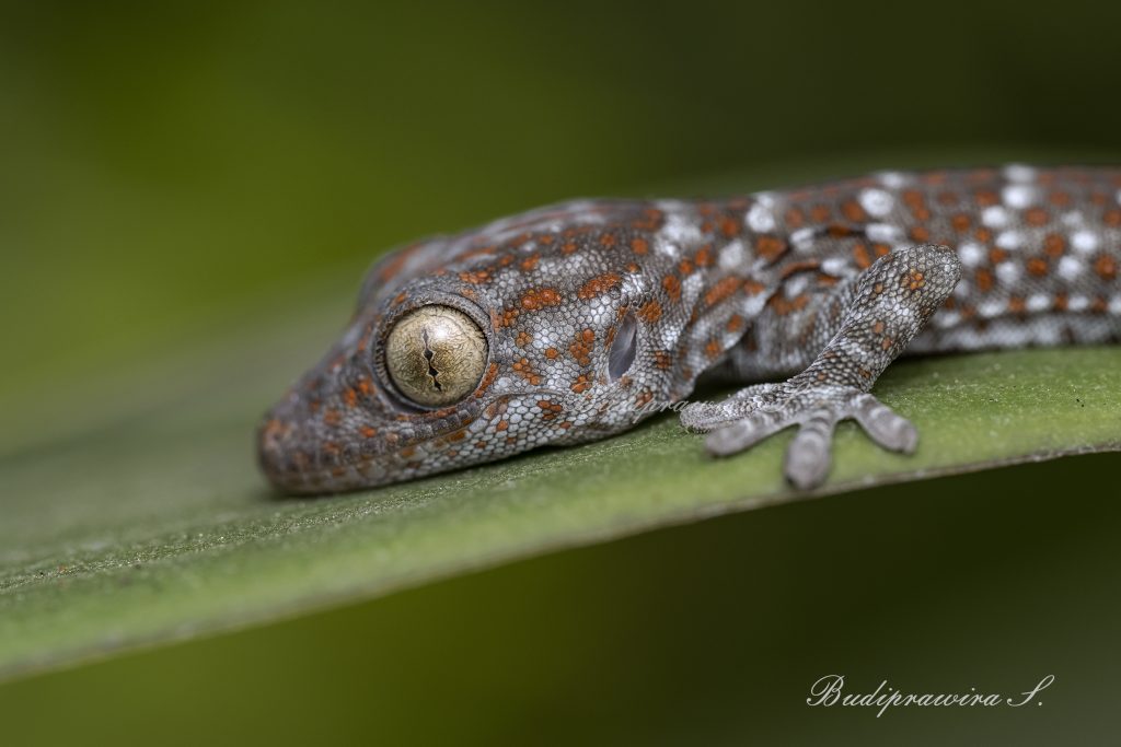 Gecko Lizard Flower Photograph DZ9_8366