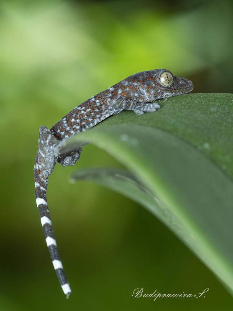 Gecko Lizard  DZ9_8399
