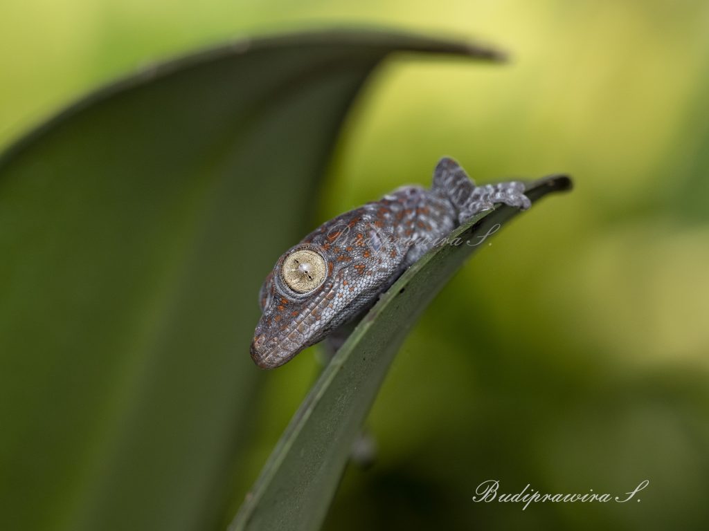 Macro Photography Gecko Lizard DZ9_8403