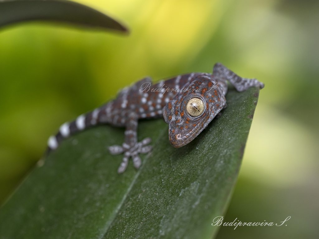 Gecko Lizard DZ9_8404