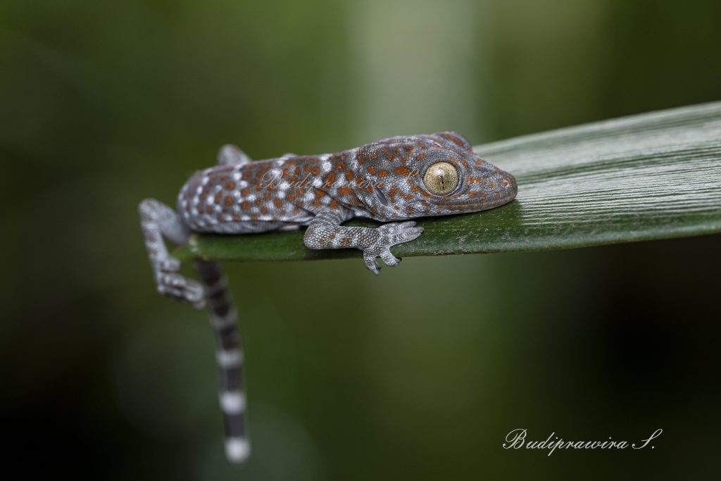 Gecko Lizard Nature Print, Macro Photography DZ9_8438