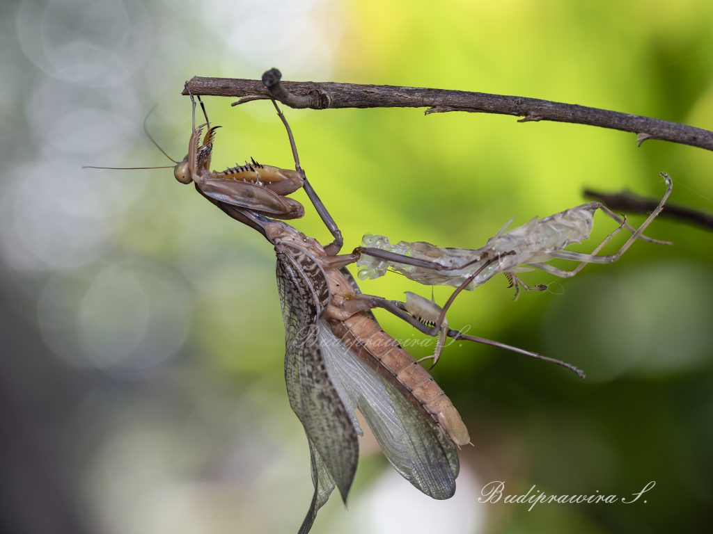 Praying Mantis dan Molting