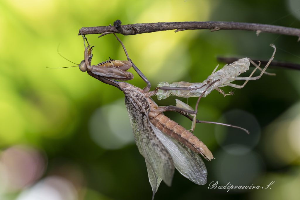 Praying Mantis dan Molting