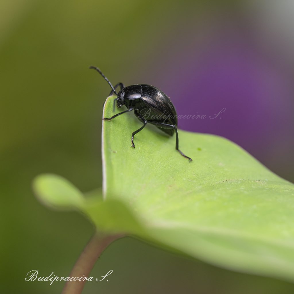 High resolution image of Bug 2DZ_0030