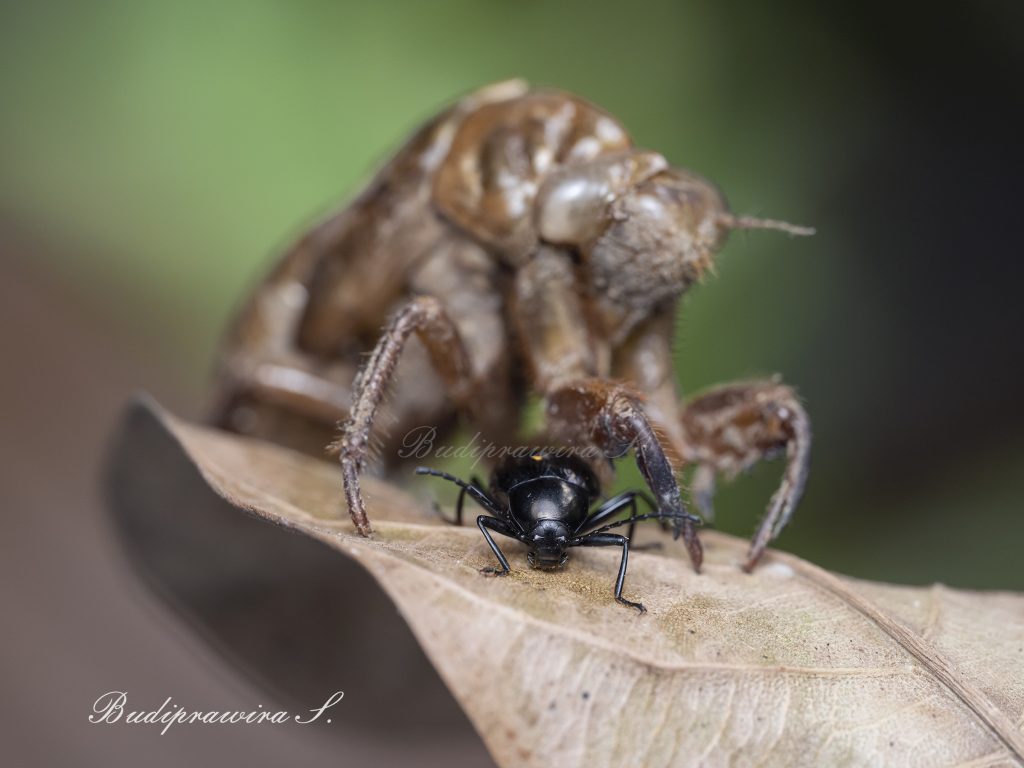 Bug & Monster Photography Colorful Digital Print 2DZ 0095