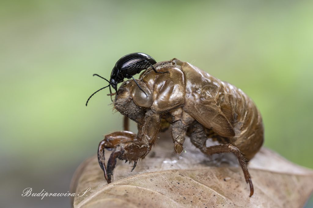 Bug & Monster Beautiful Nature Image 2DZ_0123