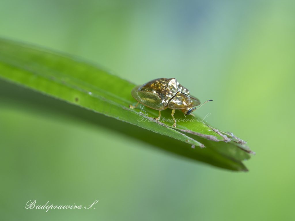 Beetle Beautiful Nature Image 2DZ_0830