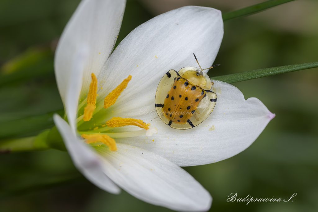 High resolution image of Beetle 2DZ 1210