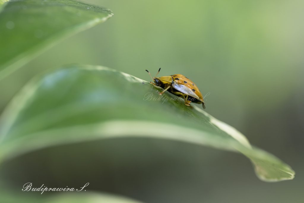 Beetle Macro Photography Beautiful Nature Image 2DZ 1305