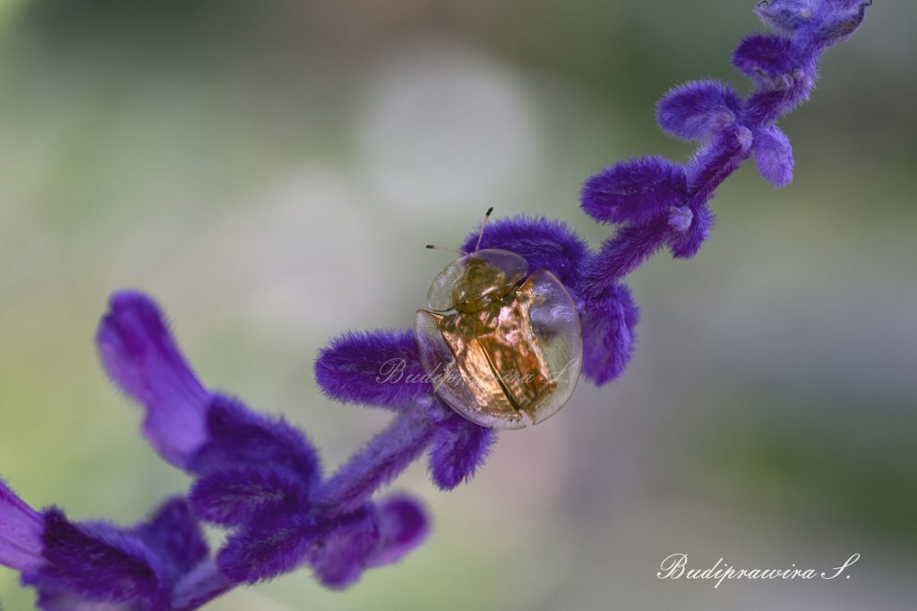 Colorful Digital Print Beetle 2DZ 1368