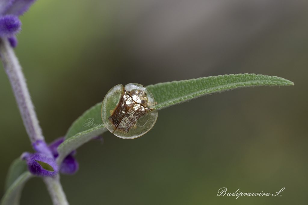Beetle prints nature macro photography 2DZ 1382