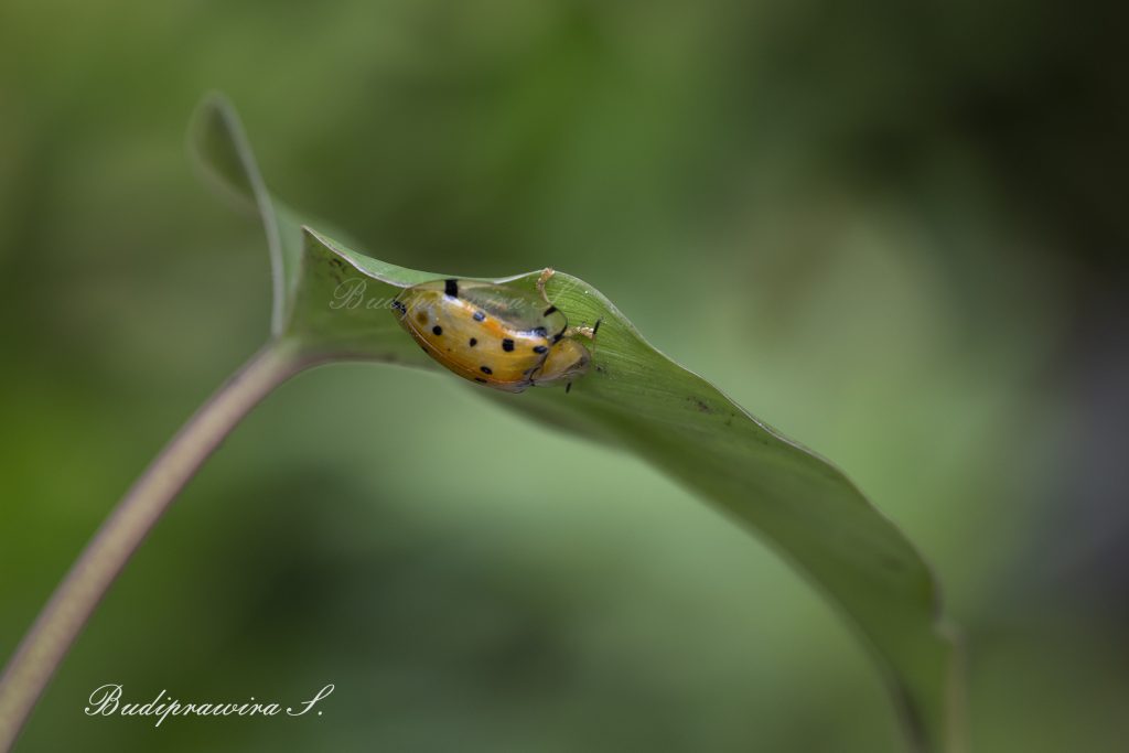 Beetle Photo Art Baby Spider Insect Photography 2Z9_0002