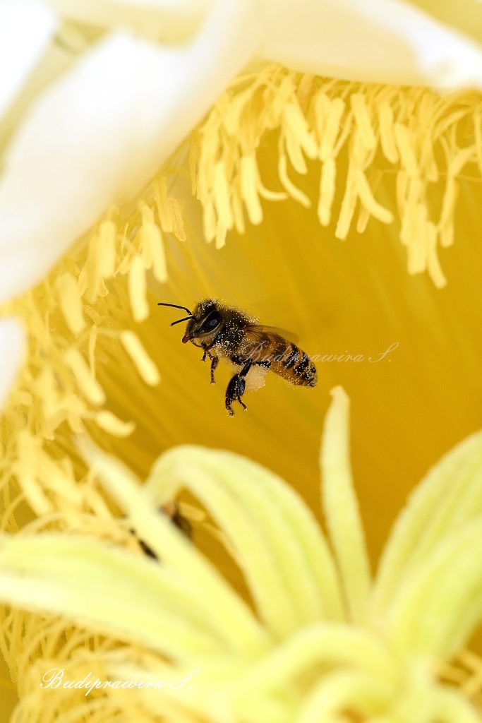 Bee on Flower Photography DSC_1812