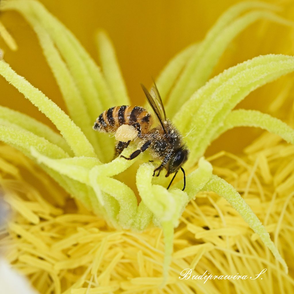 Bee Macro Photo Print Honey Bee Photography Printable Wall Decor Instant Download DSC_1861