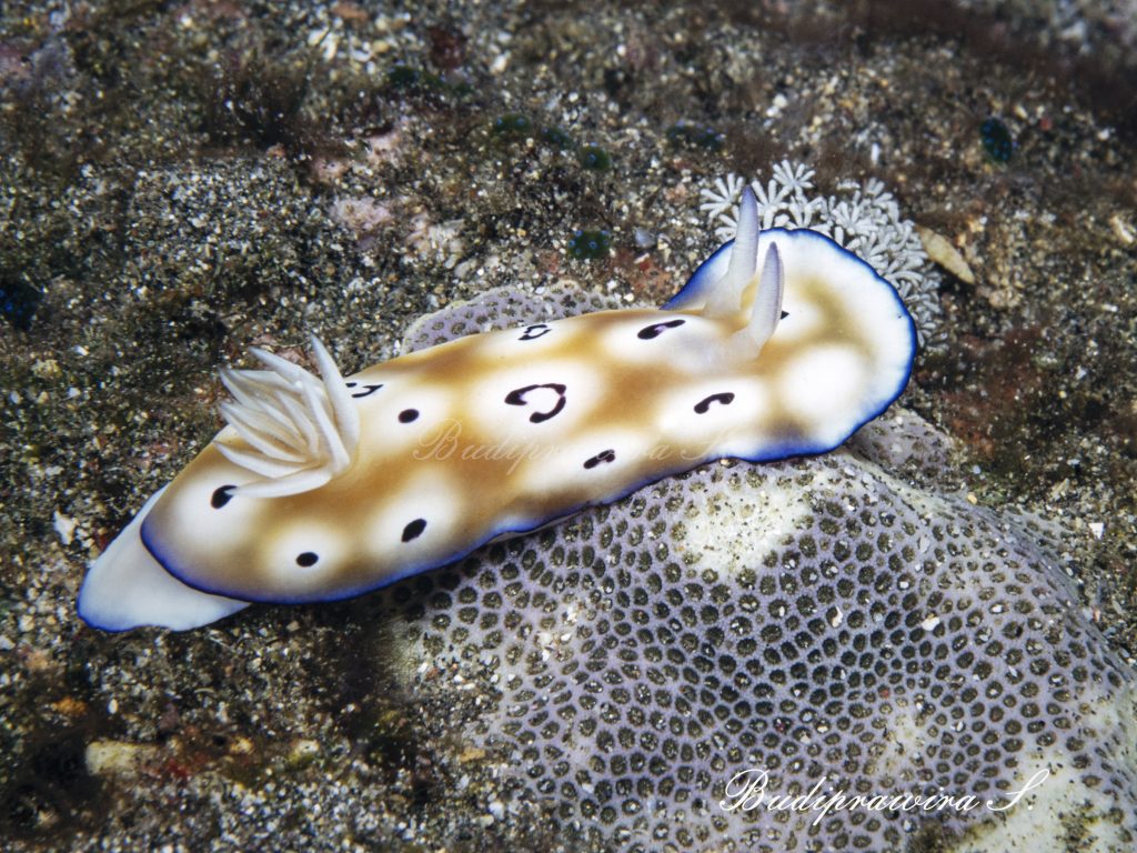 Nudibranch Underwater  Macro Photography Beautiful Nature Image DSC 2545