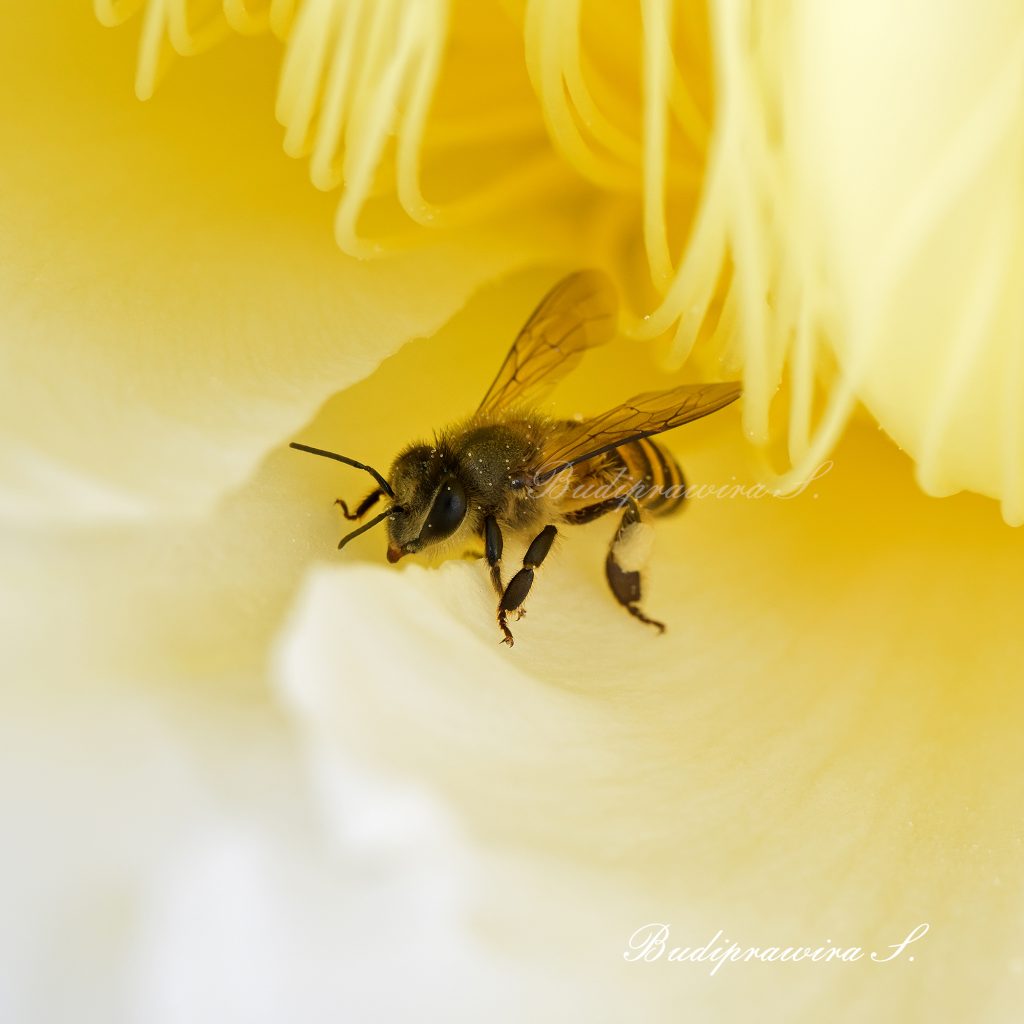 Bee Wall Art Macro Photography Digital Download DSZ_4085