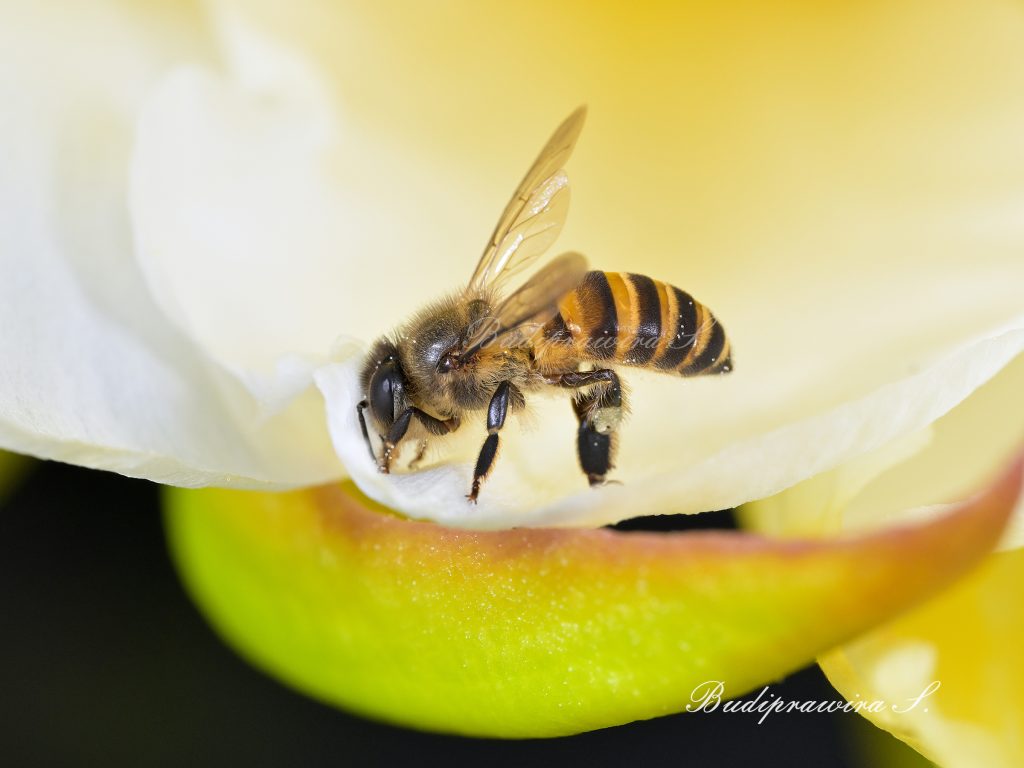 Honey Bee Beautiful Nature Image DSZ_4112