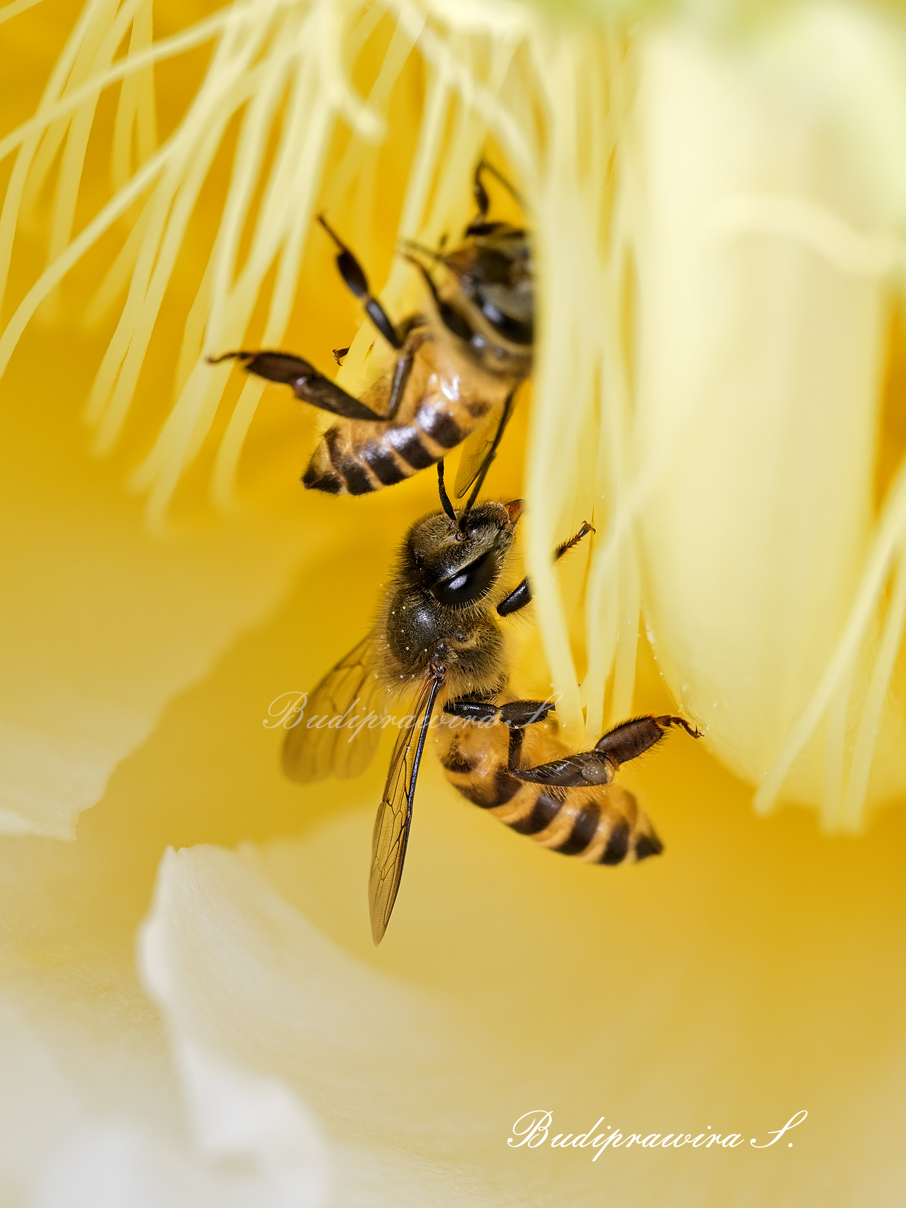 Download Macro Photography, FREE!